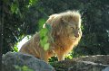 Animali